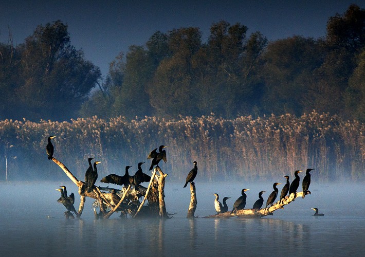 Danube Delta Yurtdışı Fotoğraf Turu