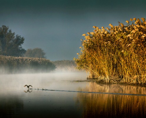 Danube Delta Photo Tours with Photographer Enis Yücel