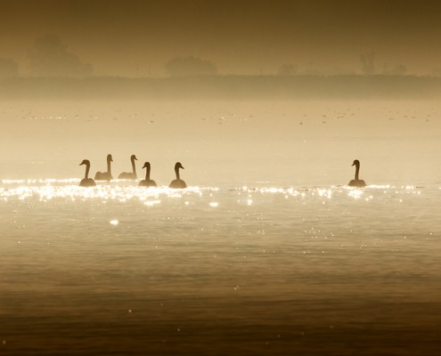 Danube Delta Yurtdışı Fotoğraf Turu