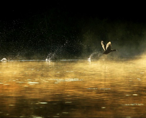 Danube Delta Yurtdışı Fotoğraf Turu