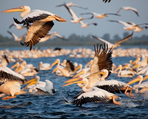 Danube Delta Yurtdışı Fotoğraf Turu